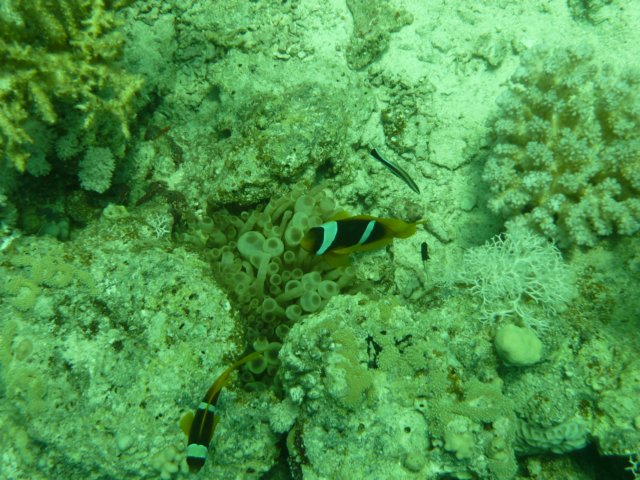 p1020485.jpg