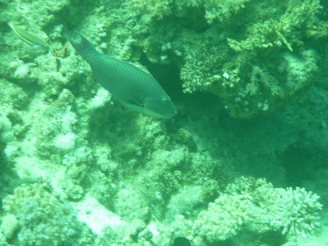 p1020496.jpg