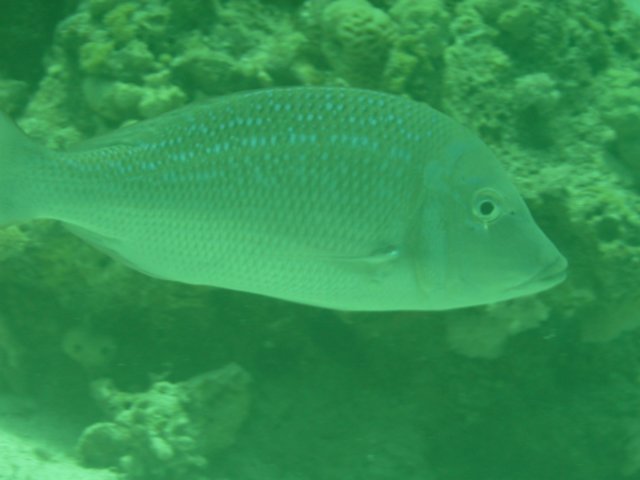 p1020519.jpg