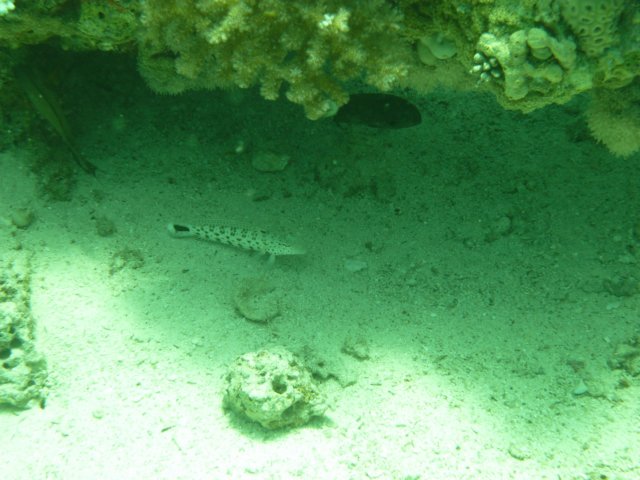 p1020522.jpg