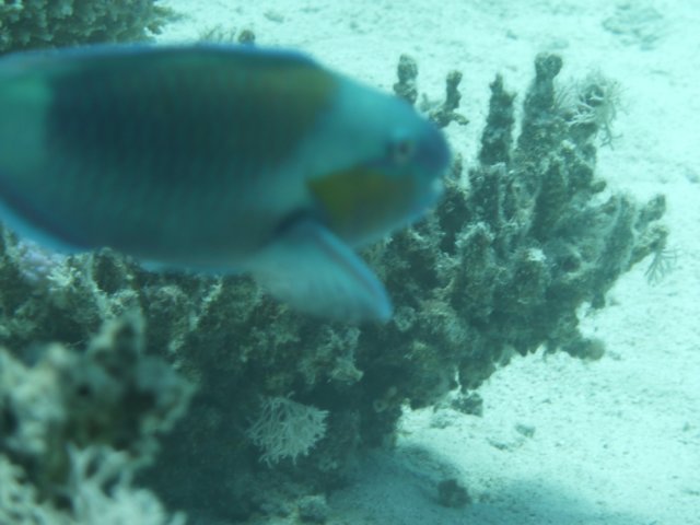 p1020556.jpg