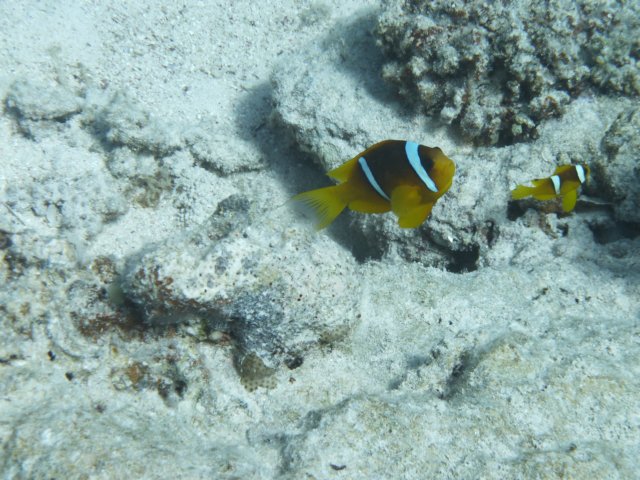 p1020577.jpg