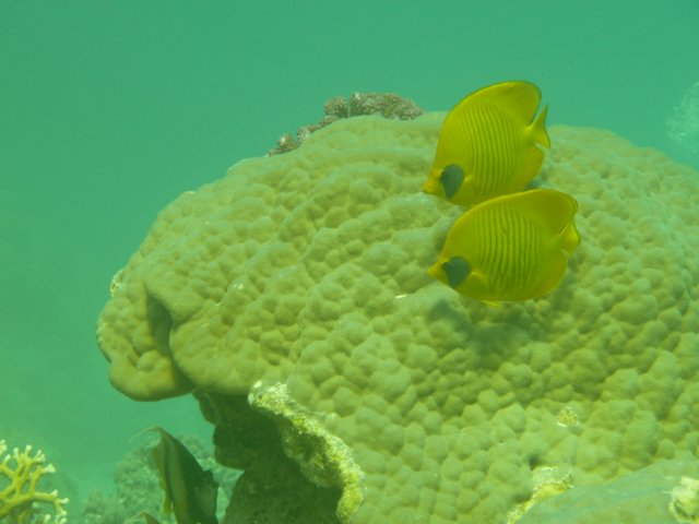 p1020603.jpg