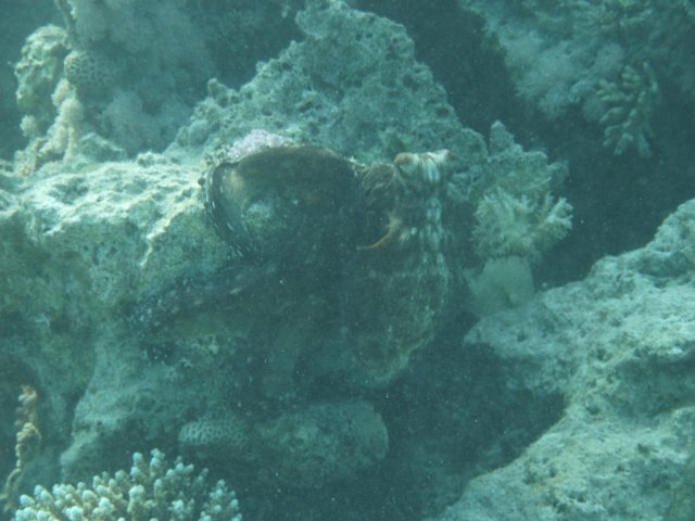 p1020621.jpg