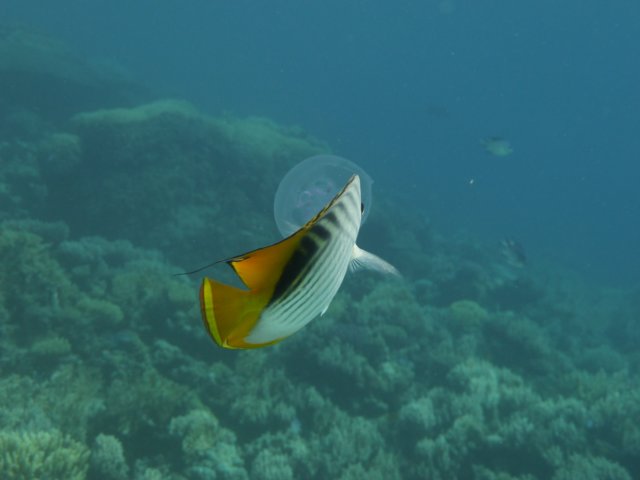 p1020640.jpg
