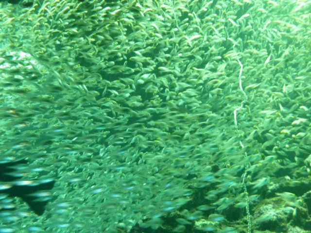 p1020679.jpg