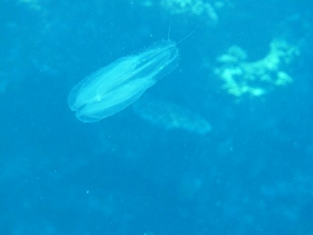 p1020923.jpg