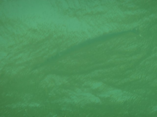 p1020946.jpg