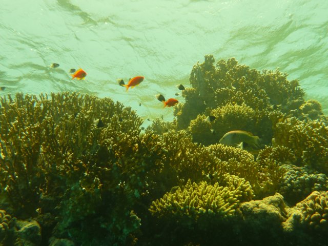 p1020966.jpg