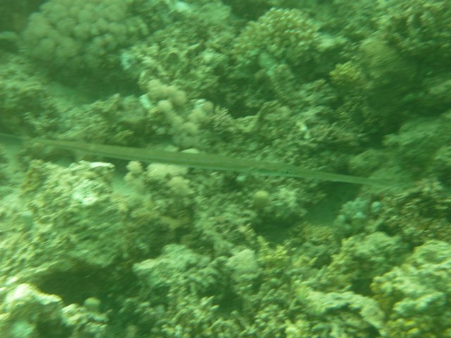 p1020977.jpg
