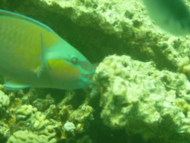 p1020993.jpg