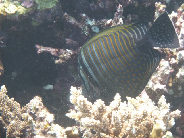 p1030087.jpg