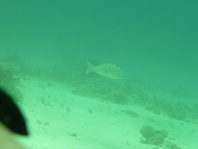 p1030447.jpg