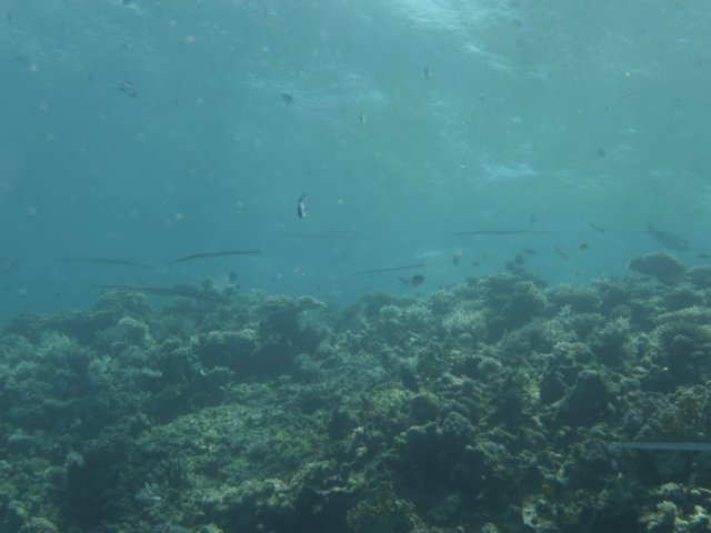p1030487.jpg