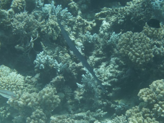 p1030500.jpg