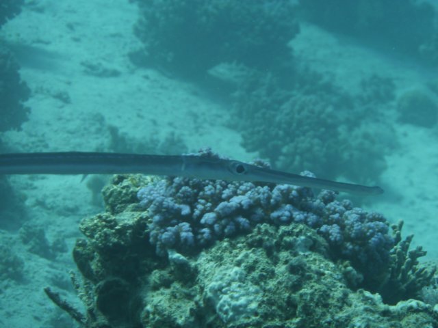 p1030634.jpg