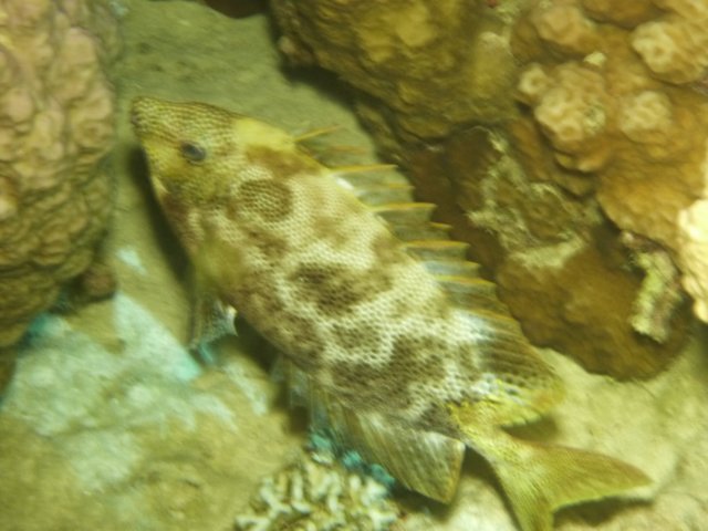 p1030747.jpg