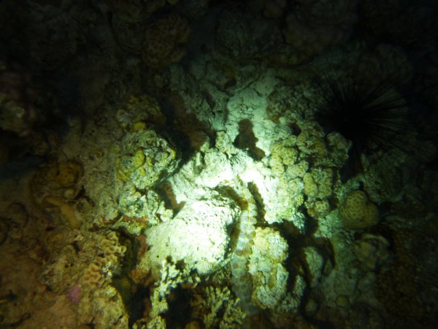 p1030799.jpg