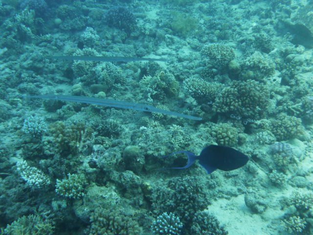 p1030910.jpg