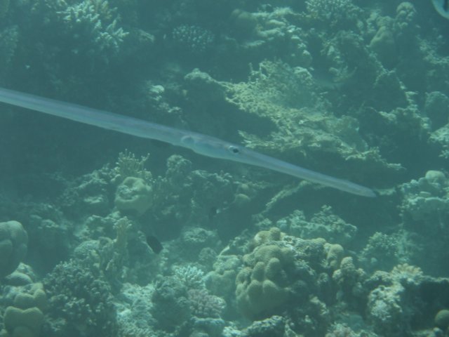 p1040025.jpg