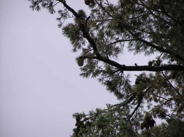 photo1484.jpg