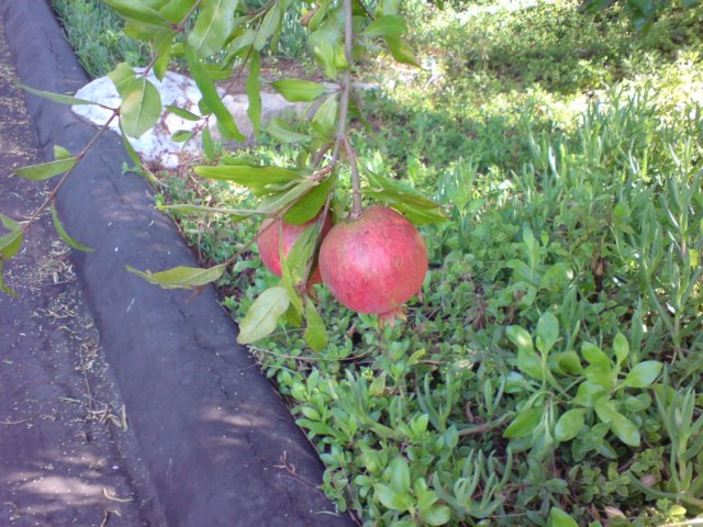 photo615.jpg