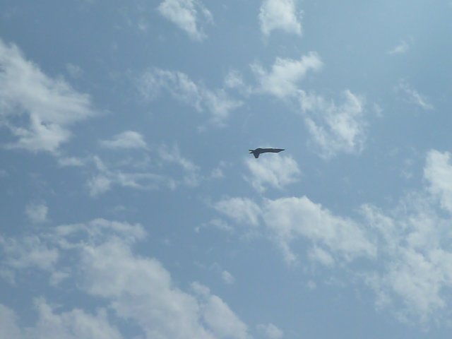 p1000984.jpg