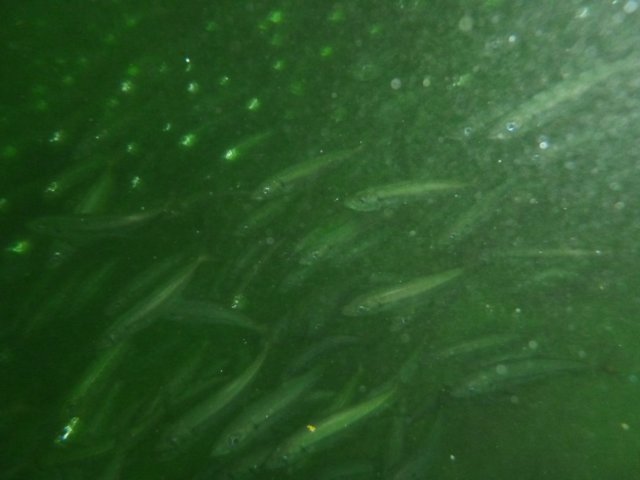 p1010417.jpg