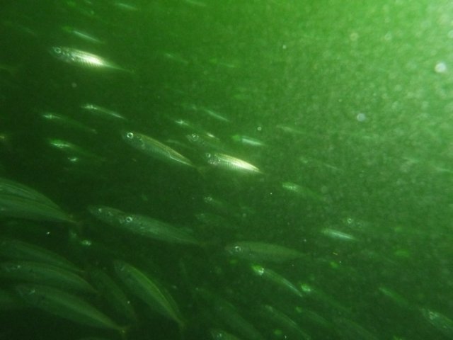 p1010419.jpg