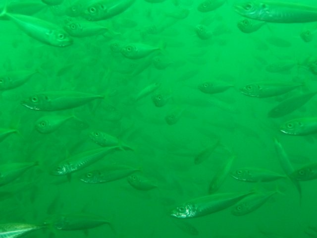 p1010337.jpg