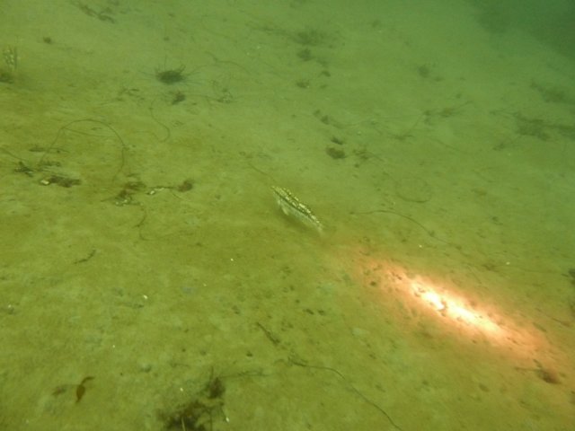 p1010350.jpg