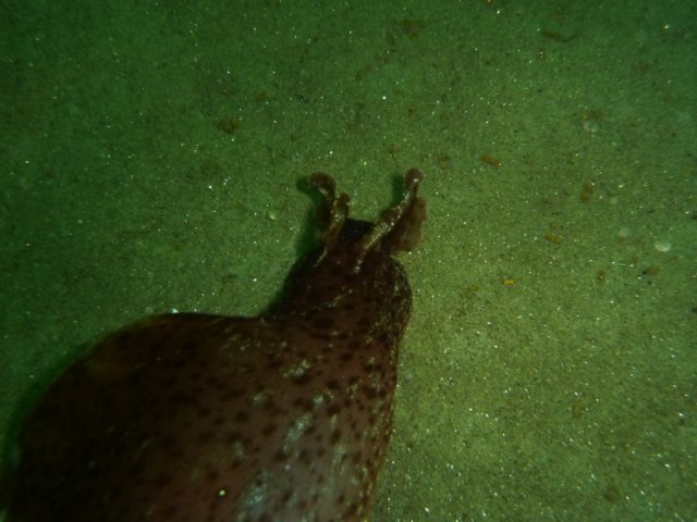 p1010411.jpg